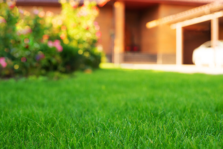 Caring for Your Fescue Lawn